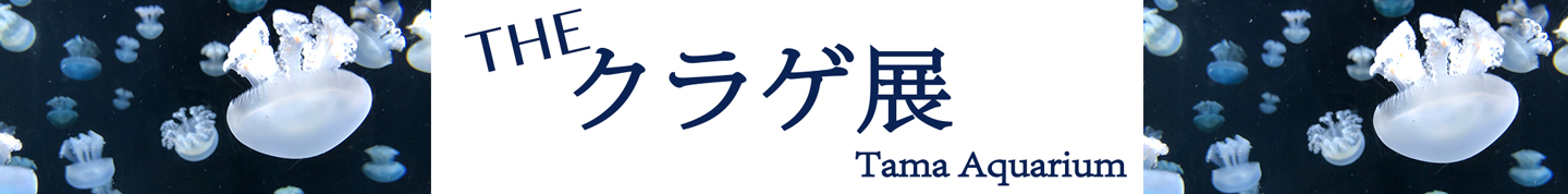 水族館広告