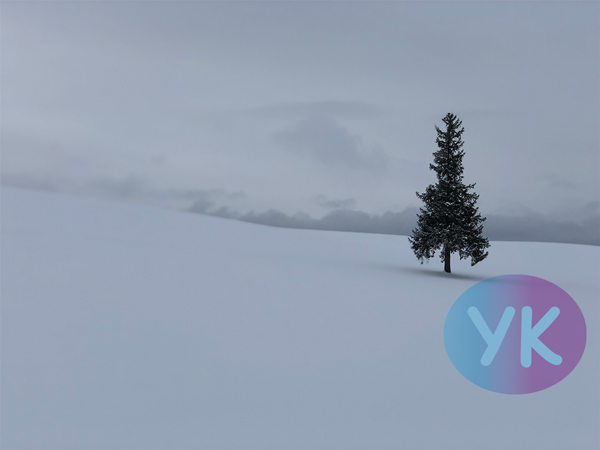 クリスマスツリーの木