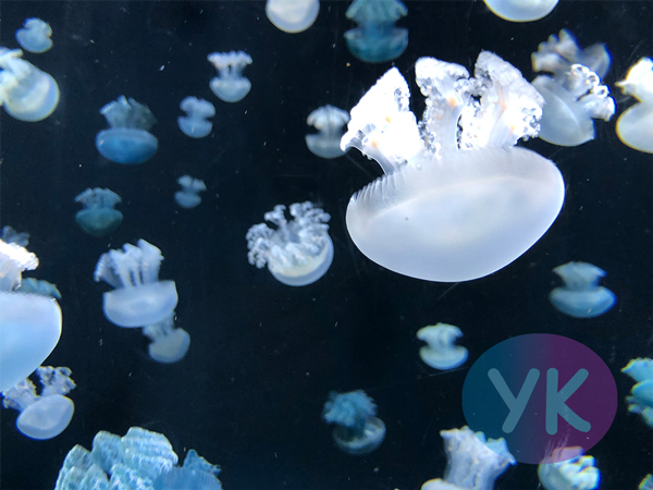 クラゲ画像